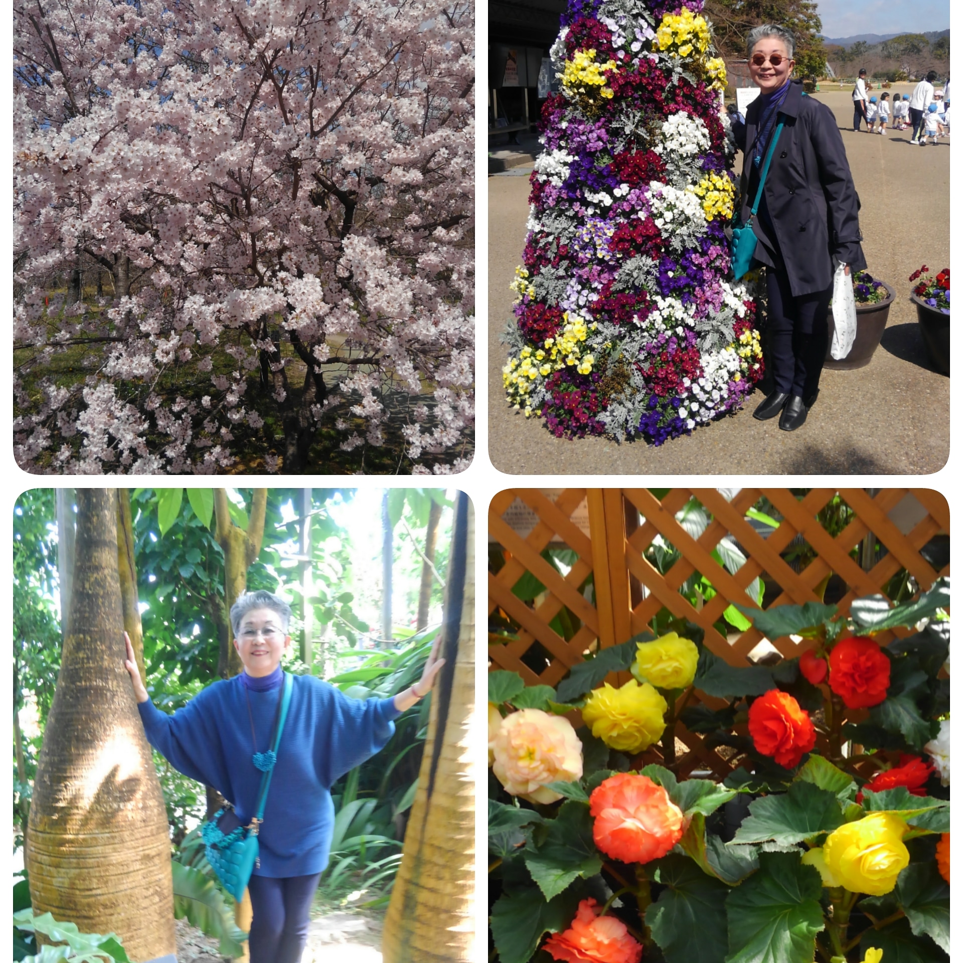 春の陽気に誘われて｢京都府立植物園｣に行きました🌸🌿🌸