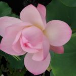 お盆です。お墓参りに行きました🙏