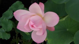 お盆です。お墓参りに行きました🙏