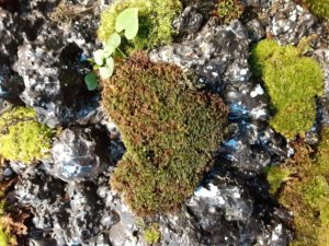 「お伊勢さん」で見つけた愛❤️のかたちはいろいろありました❗