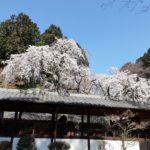 小塩をの十輪寺の「なりひら桜🌸」は満開でした🌸🌸🌸