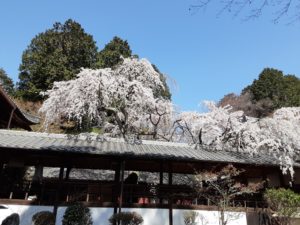 小塩をの十輪寺の「なりひら桜🌸」は満開でした🌸🌸🌸