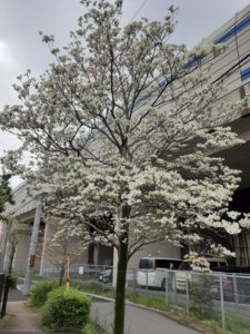 我が町をおさんぽして『浄化』『元気』『祈り』とお花さんに勇気を頂きました💟❤️💜