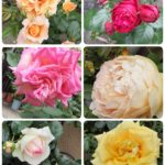 バラ🌹のお散歩🚶🚶 花言葉は❓