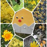 躍動の色・黄色💛を求めて散歩しました🎶