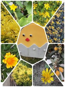 躍動の色・黄色💛を求めて散歩しました🎶