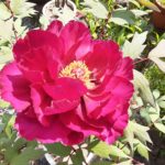 5月 皐月です。連休があり爽やかな季節ですのに・・・🌱🌿