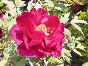 正法寺の藤と牡丹のなんと美しいこと‼️ 写経もさせて頂きました🍀