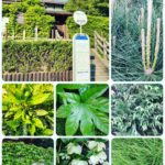 5月4日は【みどりの日】です🌱🌿