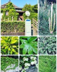 5月4日は【みどりの日】です🌱🌿