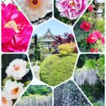 藤と牡丹が咲き誇っている「正法寺」です🌟❇️🌟