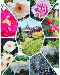 藤と牡丹が咲き誇っている「正法寺」です🌟❇️🌟