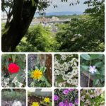 お散歩シリーズ🚶🚶今日は「可憐な花🌱」を見つけて諭して頂きましたよ🍀