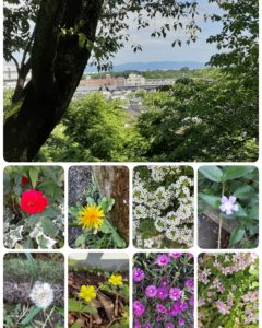 お散歩シリーズ🚶🚶今日は「可憐な花🌱」を見つけて諭して頂きましたよ🍀