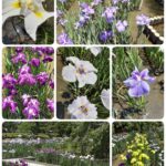 初夏の花、ハナショウブを見に府立植物園へいきました🎶💜💛💚