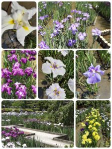 初夏の花、ハナショウブを見に府立植物園へいきました🎶💜💛💚