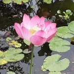 四柱推命の大先生からの電話で学んだ『四柱推命』や『二十八宿』の奥深さを改めて思い、脈々と続くご先祖様を思いました。