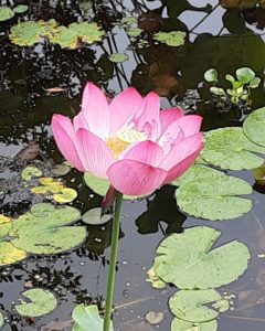 四柱推命の大先生からの電話で学んだ『四柱推命』や『二十八宿』の奥深さを改めて思い、脈々と続くご先祖様を思いました。