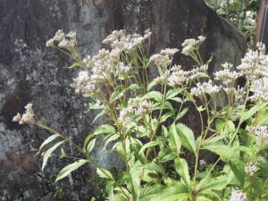 10月の写経は藤袴にお出迎え頂き、柿街道の柿はこれからです🌾🍁