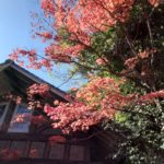 我が街の紅葉🍁ステキですよ🍁