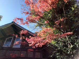 我が街の紅葉🍁ステキですよ🍁