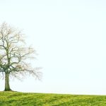 【セレンディピィティ】という言葉🍀