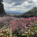 3月の写経は梅の花と雨上がりの苔石のおでむから始まりました🌱🌿🌸