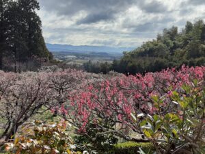3月の写経は梅の花と雨上がりの苔石のおでむから始まりました🌱🌿🌸