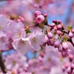 🌷4月1日卯月🌷 4月の絵画をお届けします🎨