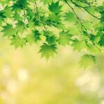 5月1日皐月です🌱🍃🌿🎏
