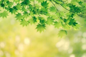 5月1日皐月です🌱🍃🌿🎏