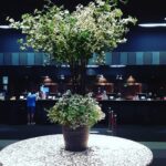 京都でお見合いがあり、二人は交際になりました💞二人の愛を応援していきます💐