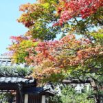 11月の写経は秋晴れの中紅葉🍁のグラデーションが美しい境内です🍁🍂🌾
