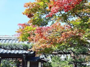 11月の写経は秋晴れの中紅葉🍁のグラデーションが美しい境内です🍁🍂🌾