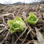 2月1日如月です。「逃げる二月」をしっかりつかまえて、過ごしたいものです🌟🌿🌟