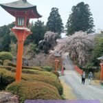 正法寺さんの桜🌸の季節に写経をするのも14回になりました。元気を頂く桜🌸と正法寺さんに感謝でございます💗