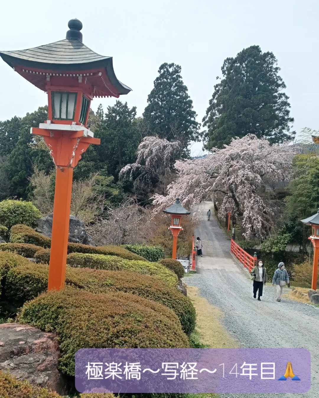正法寺さんの桜🌸の季節に写経をするのも14回になりました。元気を頂く桜🌸と正法寺さんに感謝でございます💗