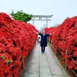 京都・長岡京市の八条ヶ池の霧島ツツジが満開です🎶 元気を頂けますよ❤️