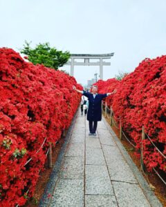 京都・長岡京市の八条ヶ池の霧島ツツジが満開です🎶　元気を頂けますよ❤️