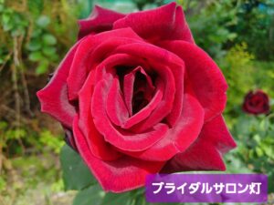 5月に登録のイケメン男性会員様が早々にお見合いがスタートしました💘