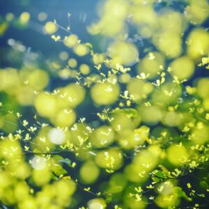 2月1日如月です🌱春の息吹きを感じて過ごしたいものです🌱🍀🌸🌷