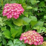 6月1日水無月です☔️🐸 6月もよろしくお願い致します🌹