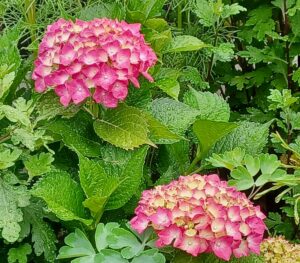 6月1日水無月です☔️🐸　6月もよろしくお願い致します🌹