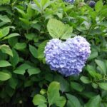 70歳代のシニア男性会員さんの交際の喜びは表情の変化からも良くわかりました。やはりパートナーの存在は変えがたい幸福感のようです💞