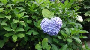 70歳代のシニア男性会員さんの交際の喜びは表情の変化からも良くわかりました。やはりパートナーの存在は変えがたい幸福感のようです💞