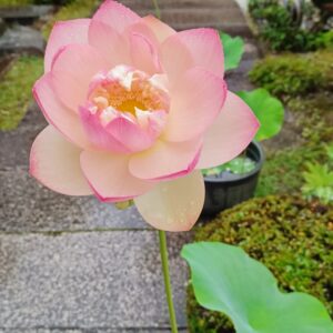 7月の写経は1日となり、今年後半をスタートするのにふさわしい日になりました✨️さぁ～16年目の写経のスタートです🙏