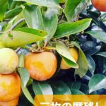 9月のウォーキング俳句です。大山崎町の9月の風物詩をご覧下さいませ🌾🍂🎑
