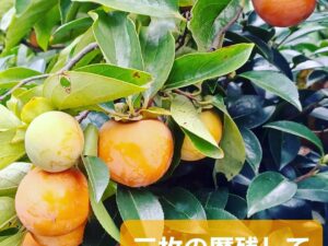 9月のウォーキング俳句です。大山崎町の9月の風物詩をご覧下さいませ🌾🍂🎑