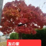 12月の大山崎町内のウォーキング俳句🚶🚶🚶