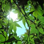 年忘れ 映画鑑賞『PERFECT DAYS』淡々と映像と心良い音楽が流れ、単調ながら哲学的な映画でした🎥